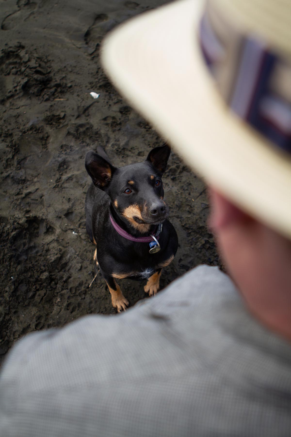 Pet portrait photo of dog looking at owners on muriwai beach in auckland by sarah weber photography