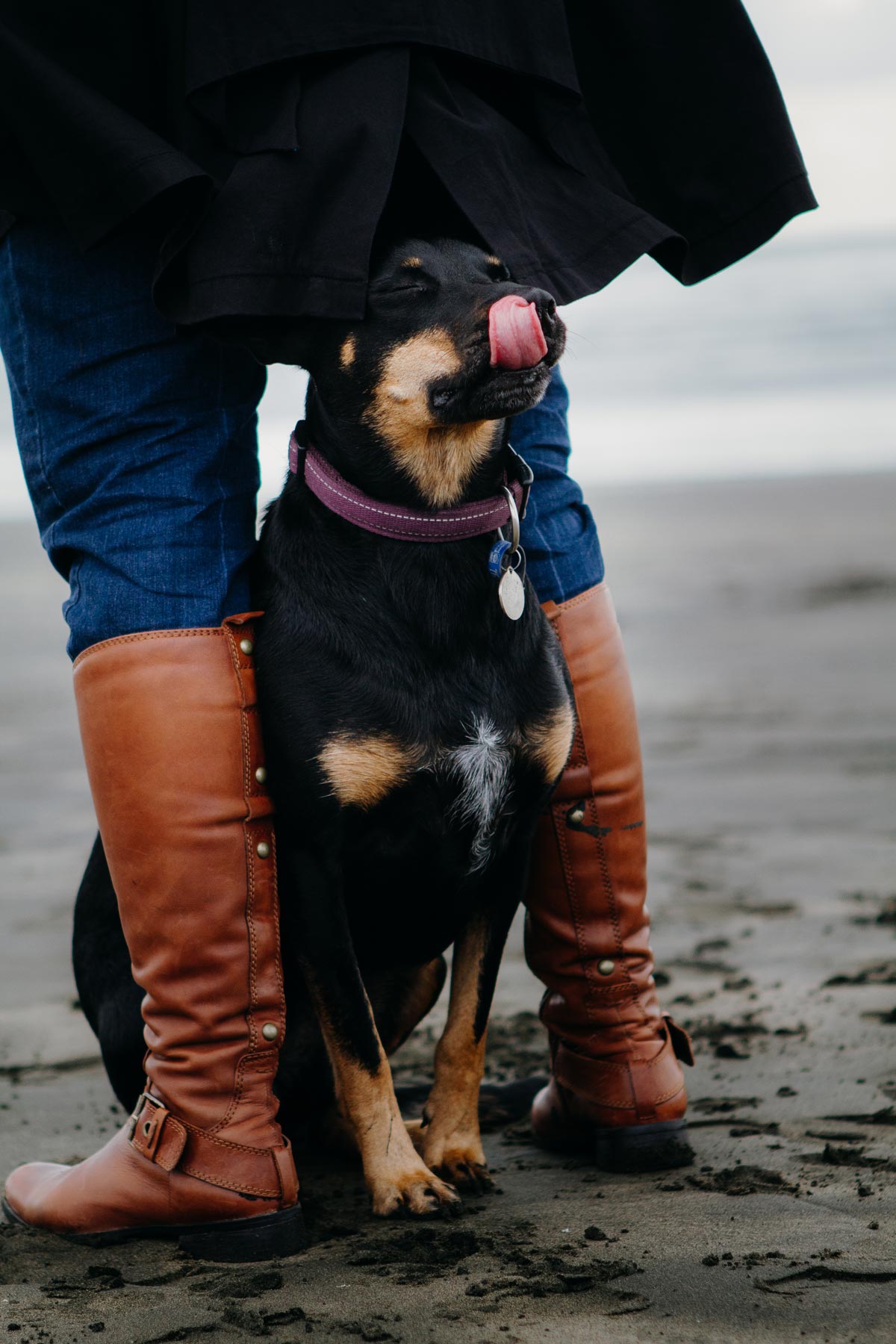 Pet portrait photo of dog between owners legs at muriwai beach in auckland by sarah weber photography