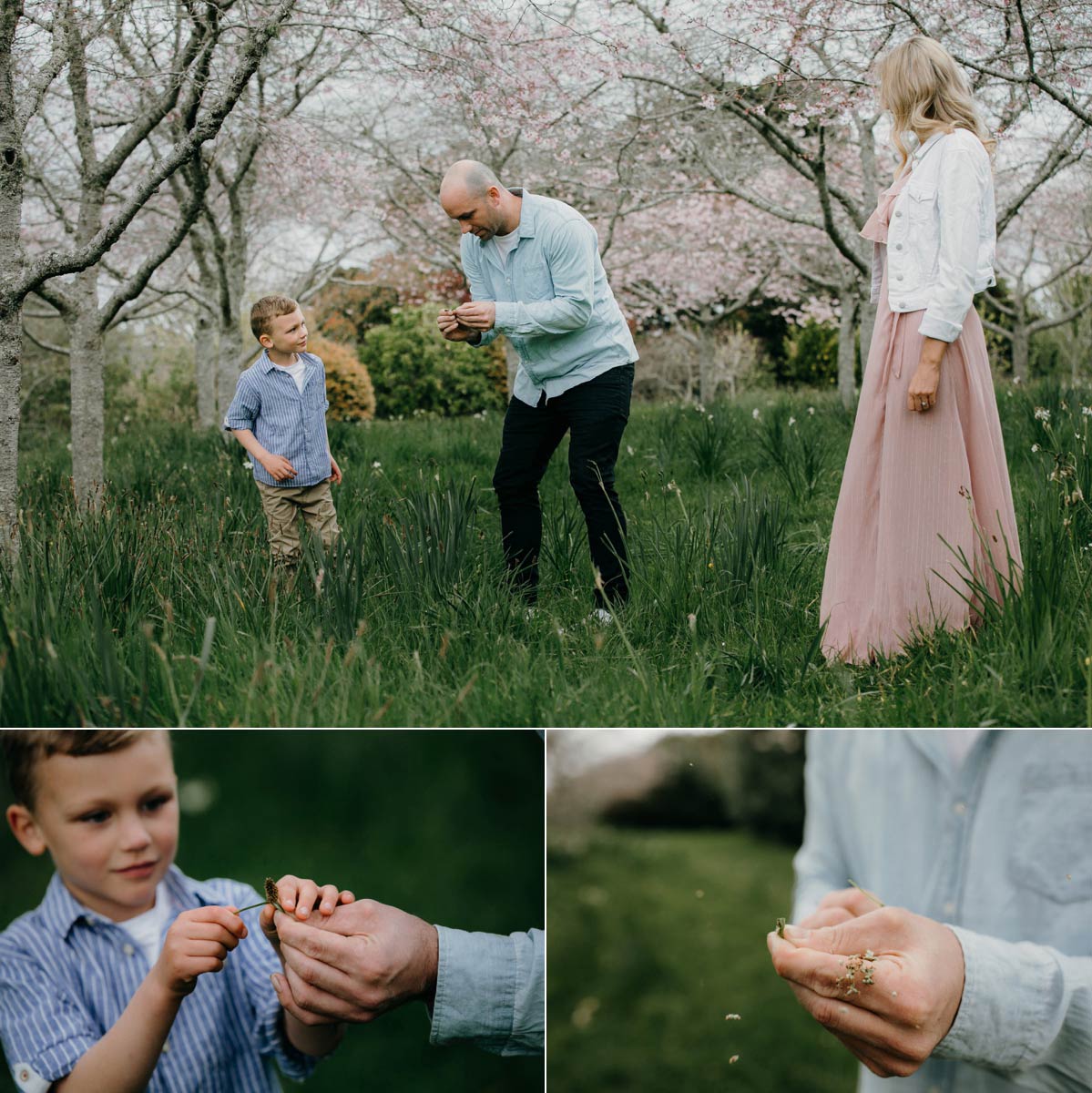 family exploring in auckland botanic gardens during a portrait photo session in spring cherry blossoms and daffodils season with sarah weber photography spring family photos auckland